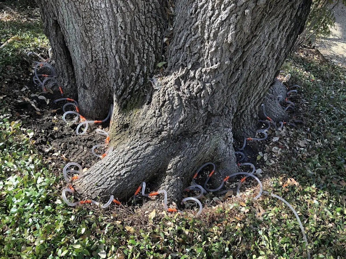 Detailed Tree Cabling and Bracing job site in Des Lacs
