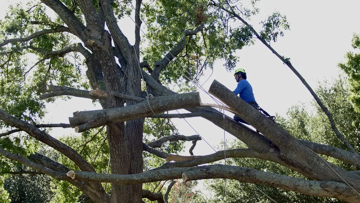 Professional Crown Thinning performed by certified arborists in Des Lacs