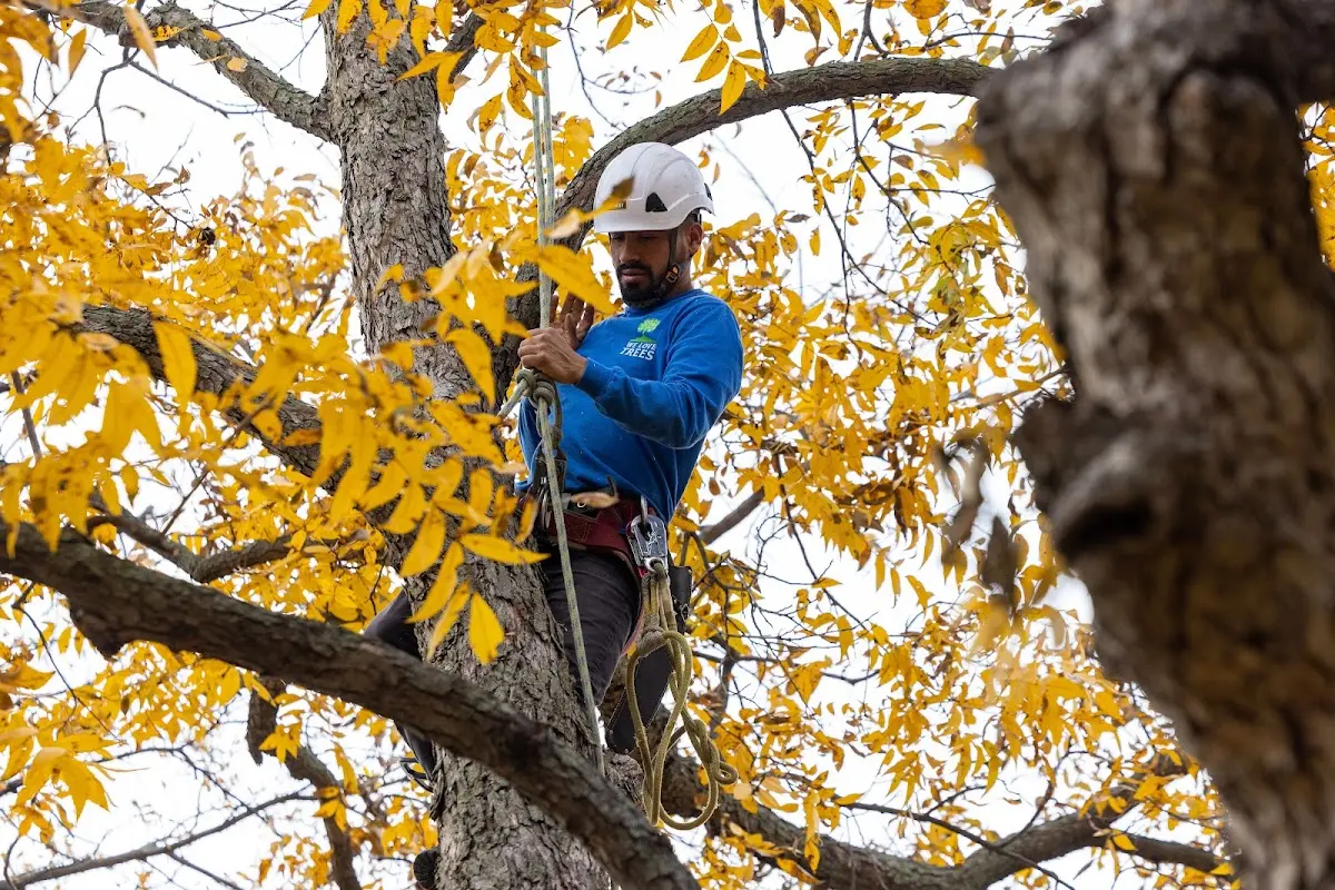 Skilled Tree Transplanting crew working in Des Lacs